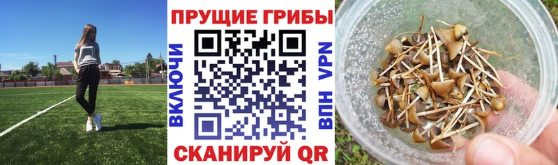 ОМГ ОМГ сайт  как найти   Севастополь  Псилоцибиновые грибы Magic Shrooms 